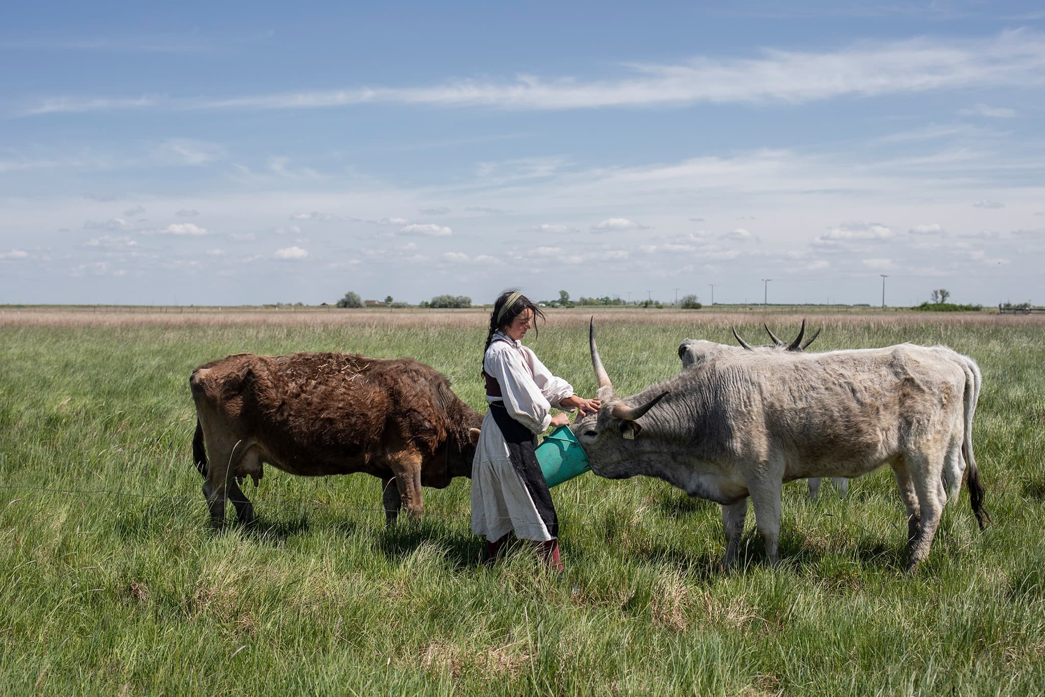 Bio legeltetésű szürkemarha hús