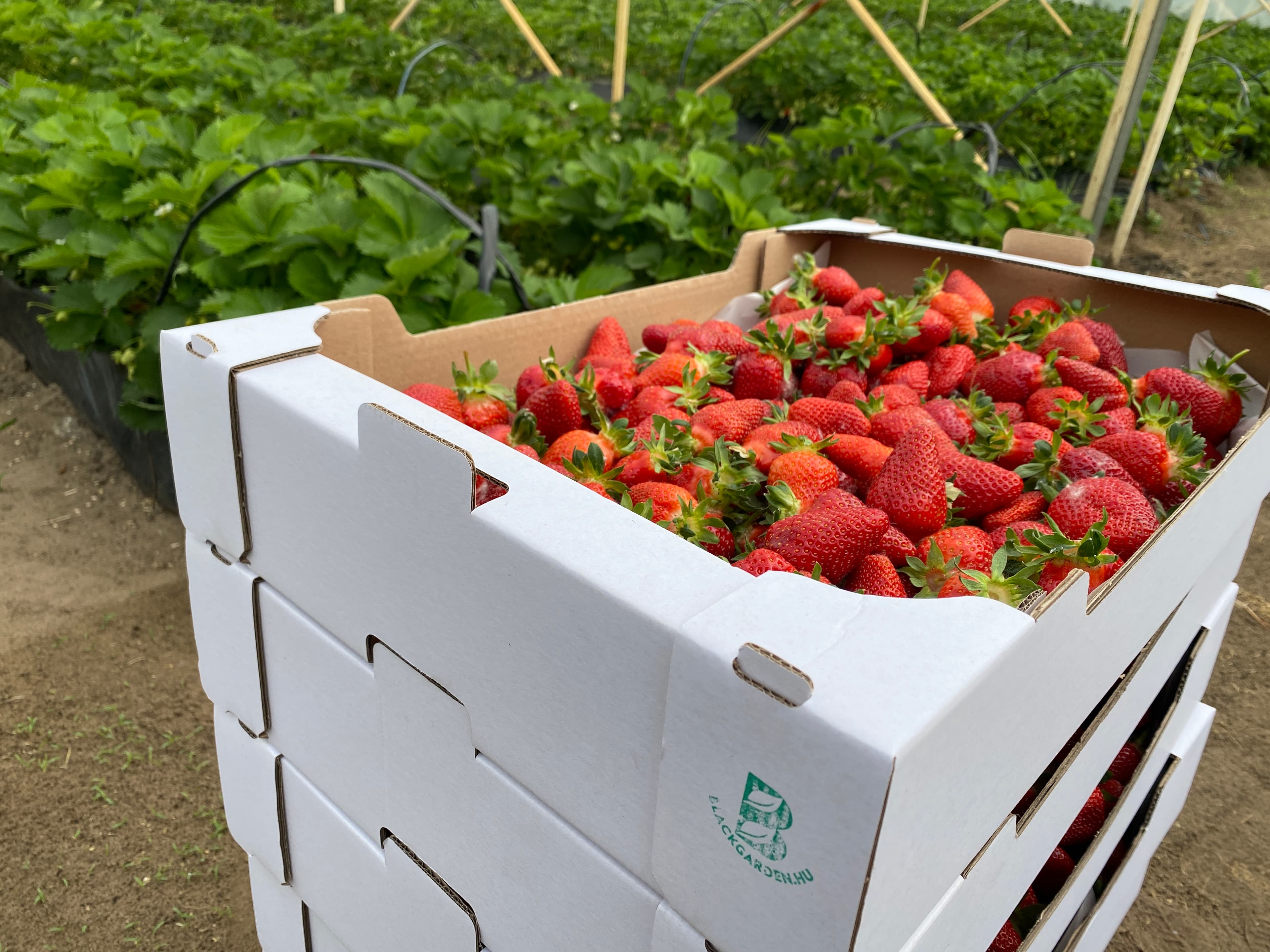 Szamóca (földieper) - 4