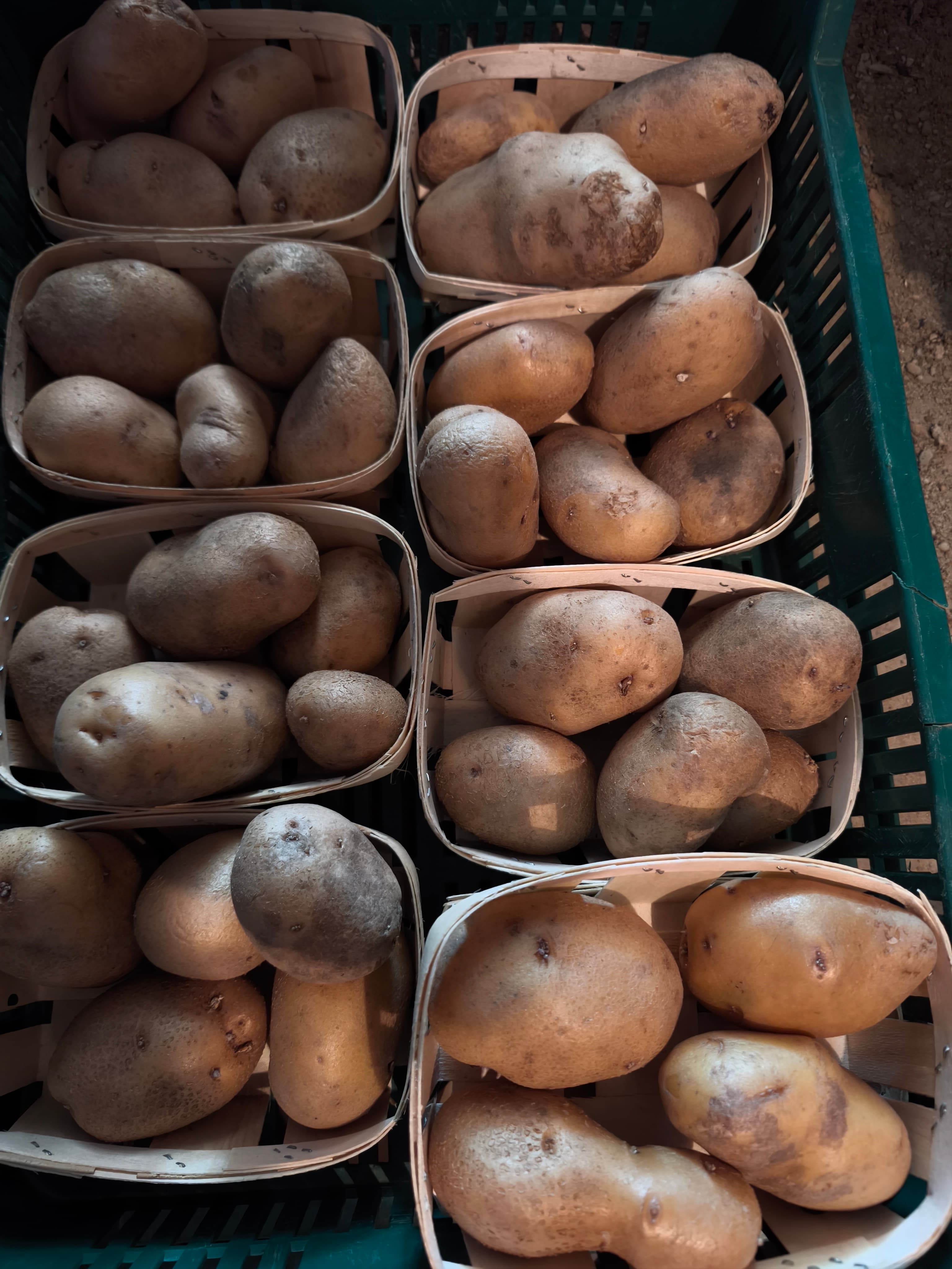 Bio burgonya