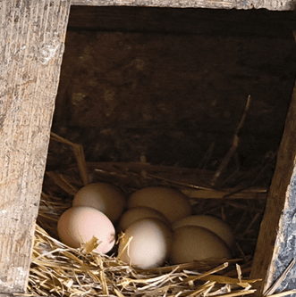 Tojás - 2 db legeltetett, bio takarmányos tyúk bérlet - TÁMOGATÓI - 2