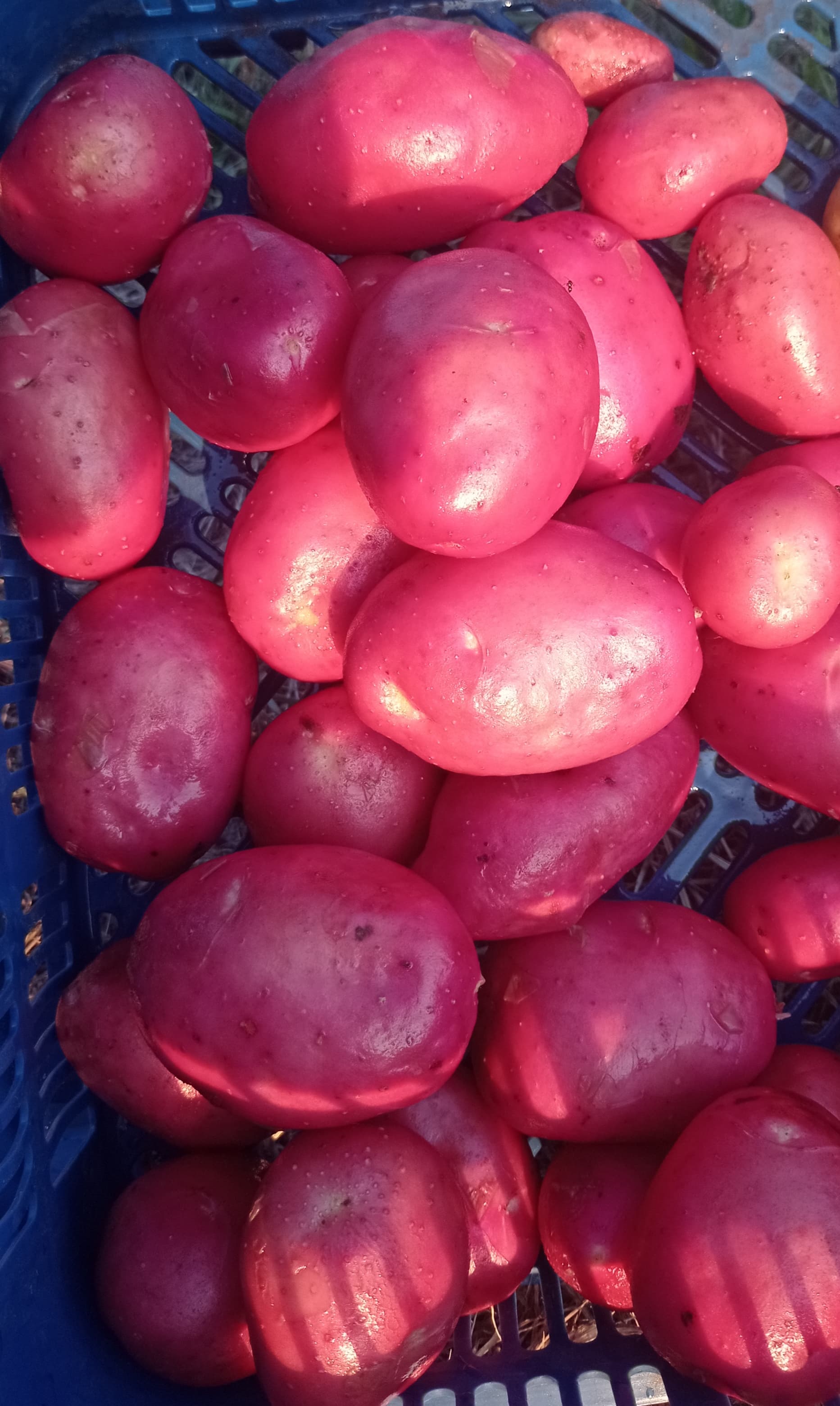 Bio újburgonya piros 5kg/zs