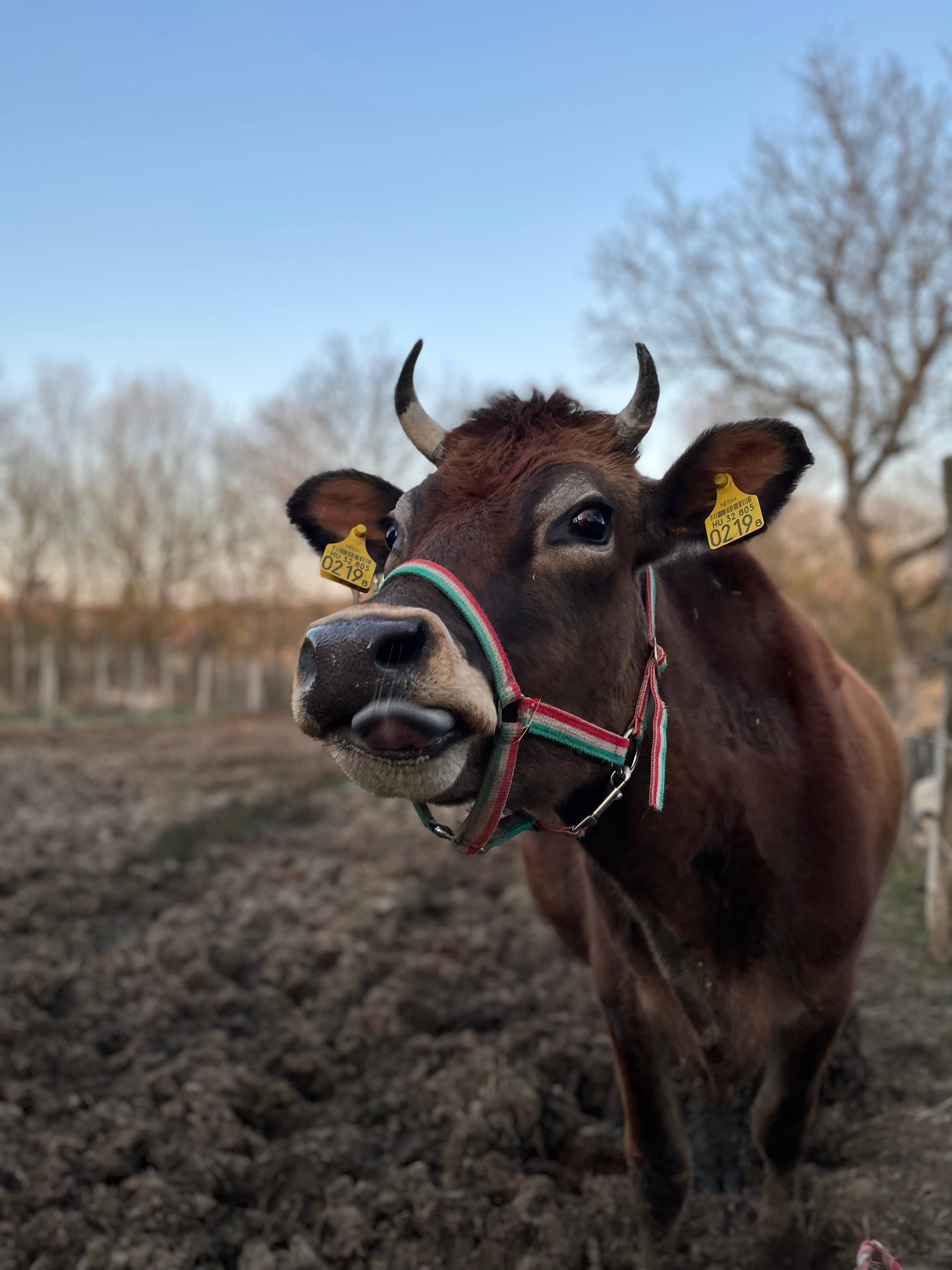 Vanyarci Csoda Művek borítókép
