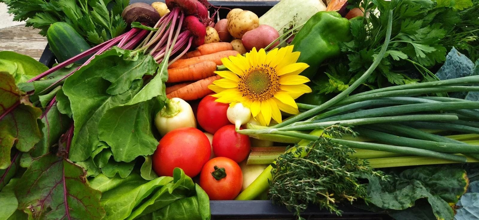 Hársas hegyi Élőkert borítókép