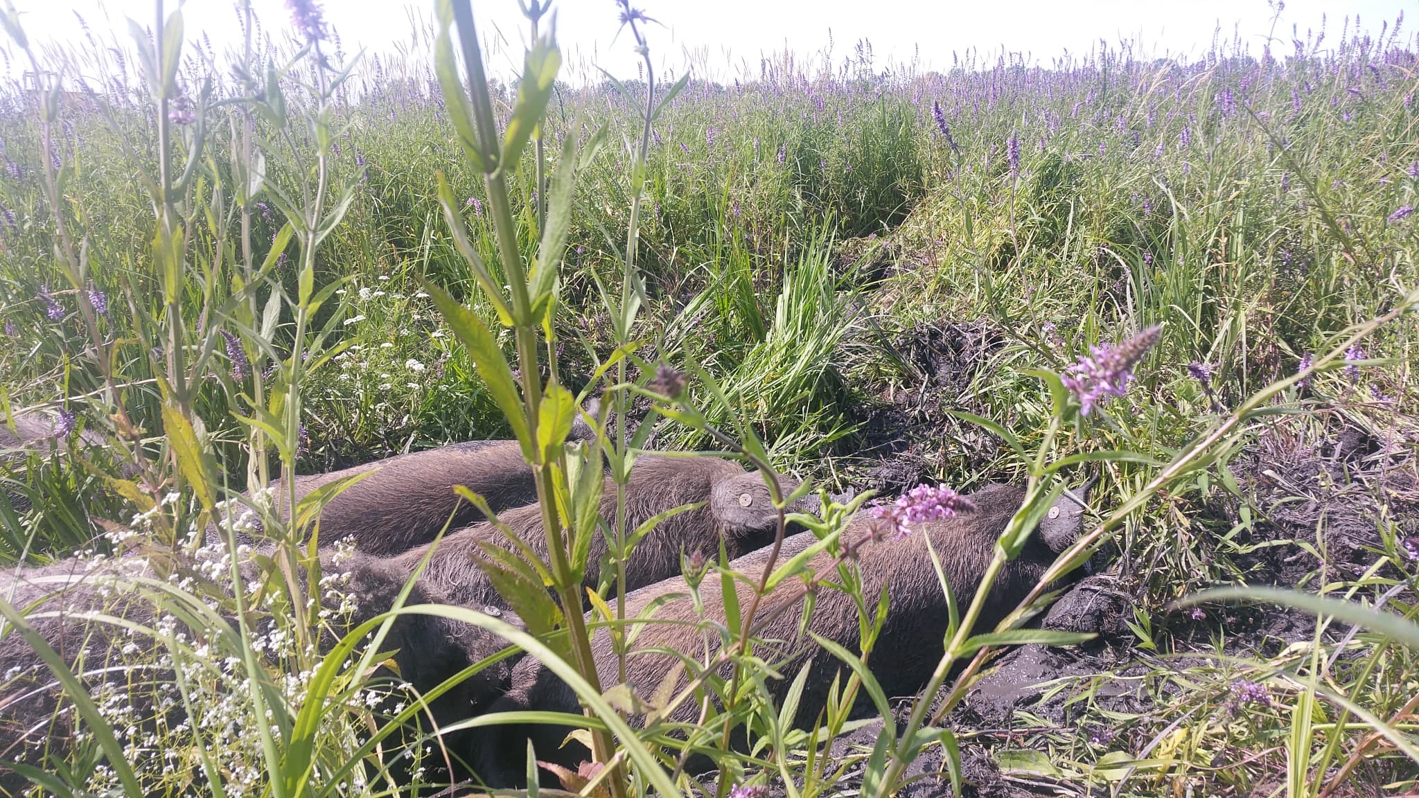 Táncoskert borítókép