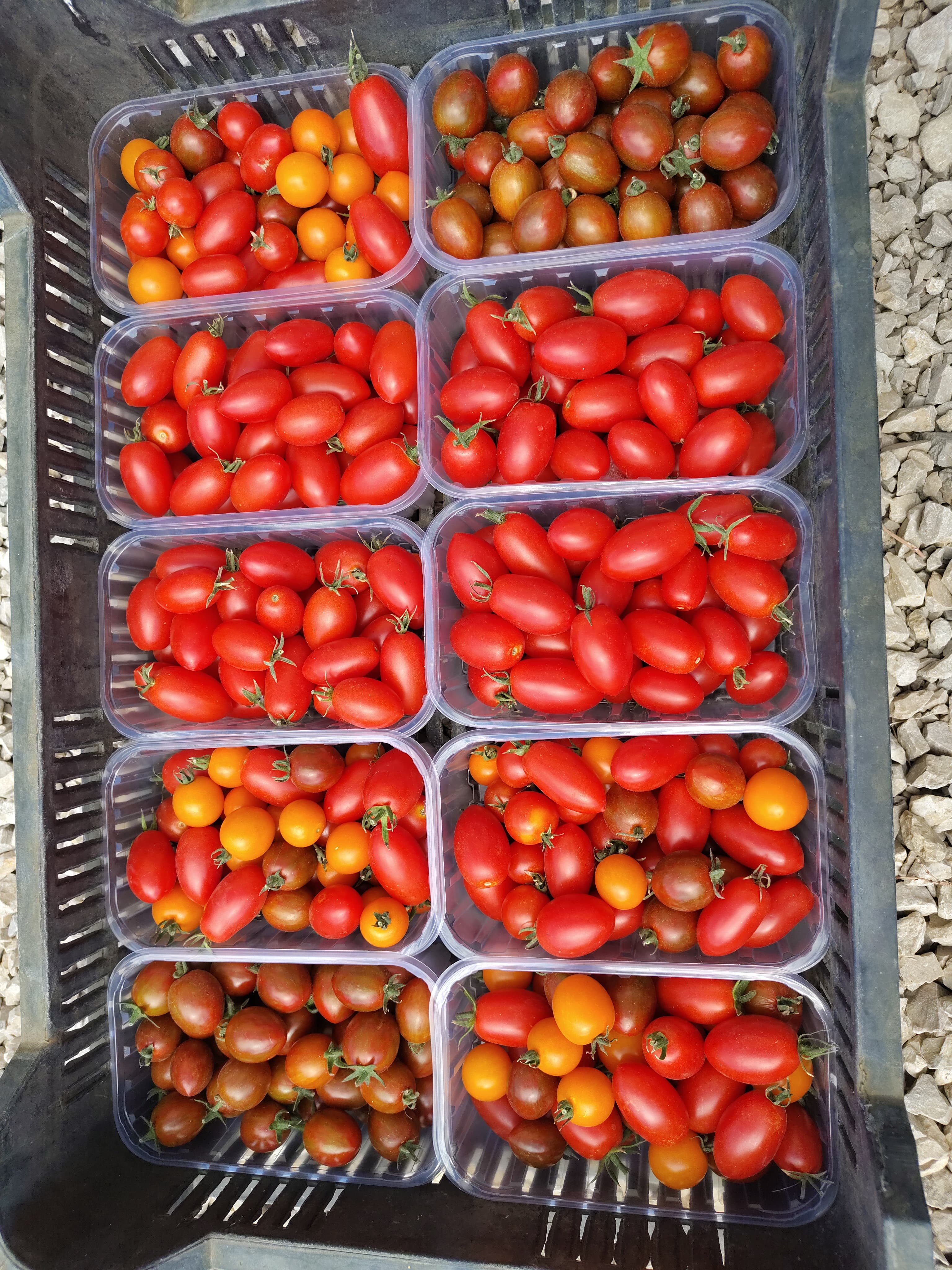 Koktélparadicsom 🍅