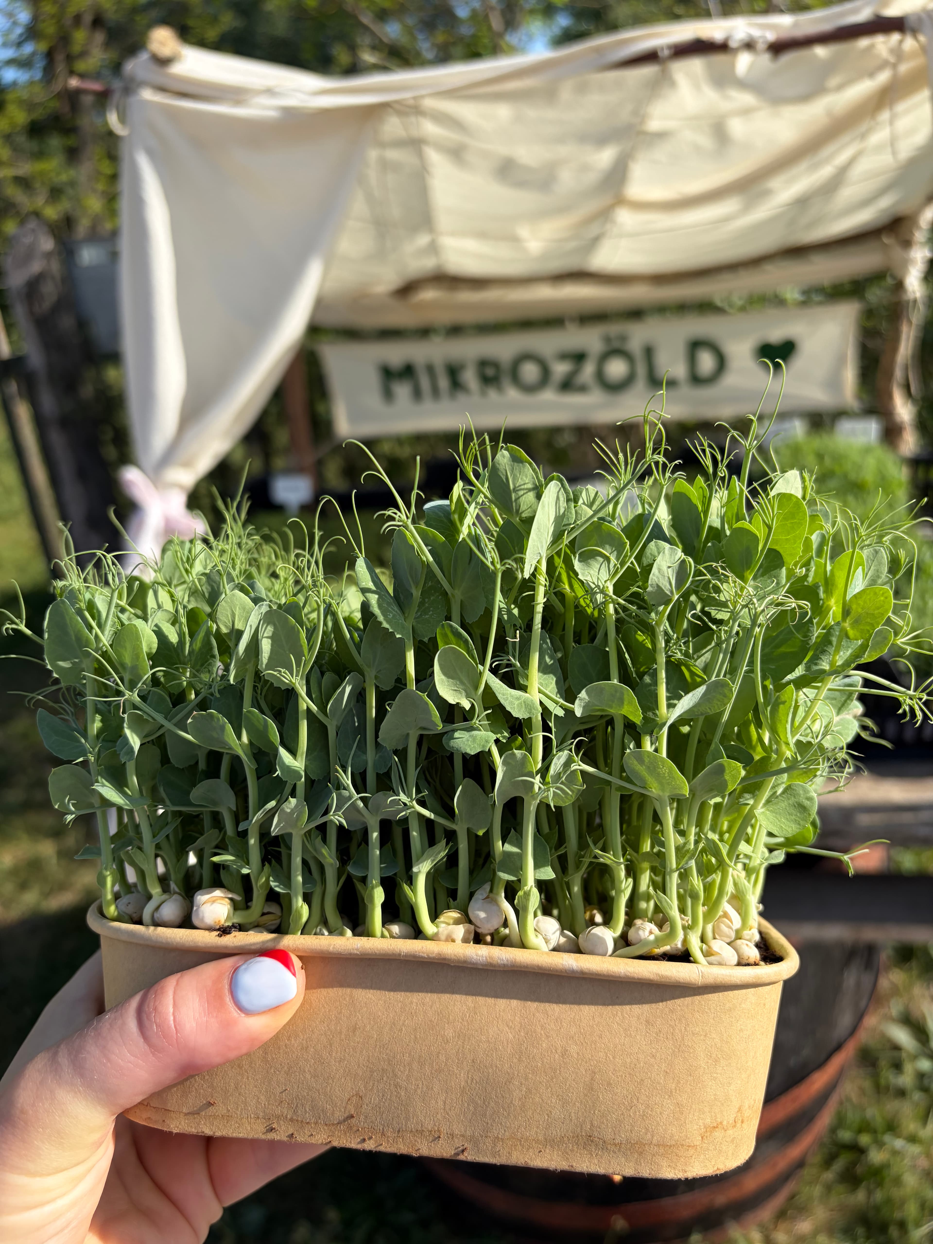 Borsó mikrozöld (élő)
